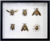 HKliving Fotolijst met insecten van messing online kopen