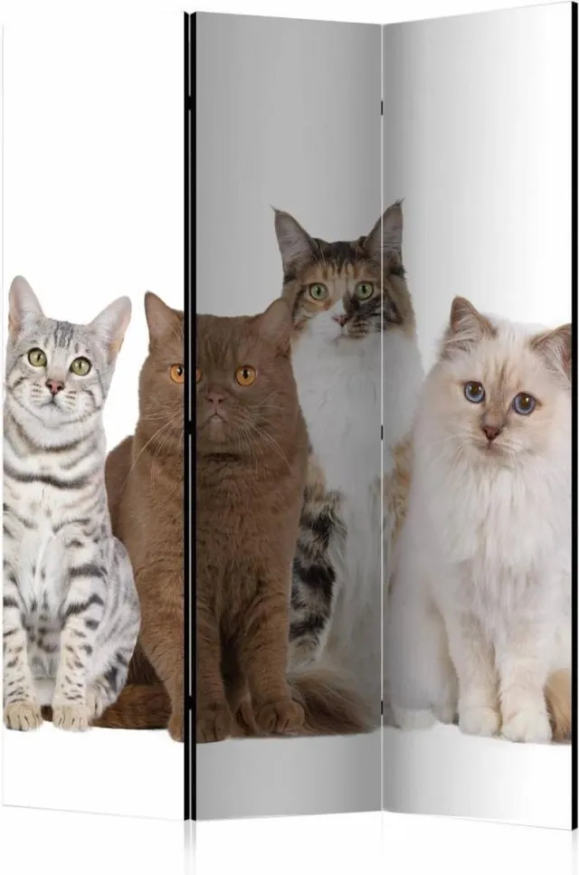 karo-art Vouwscherm - Lieve katten 135x172cm, gemonteerd geleverd, dubbelzijdig geprint (kamerscherm) Multikleur